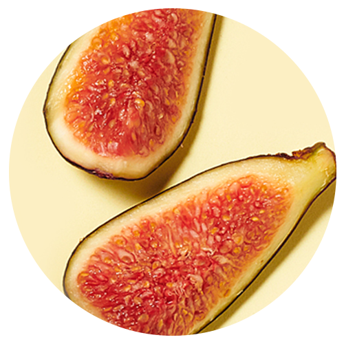 Fig Fruit Extract + Osmolytes image