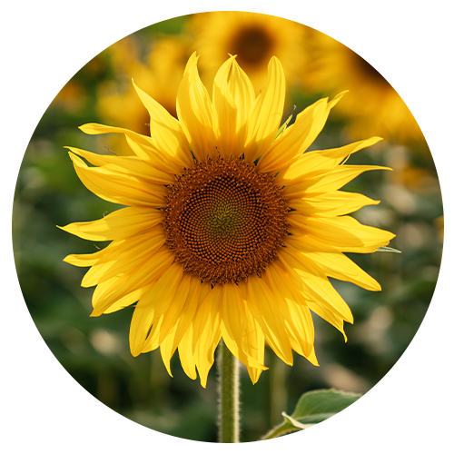 Sunflower Seed Oils image